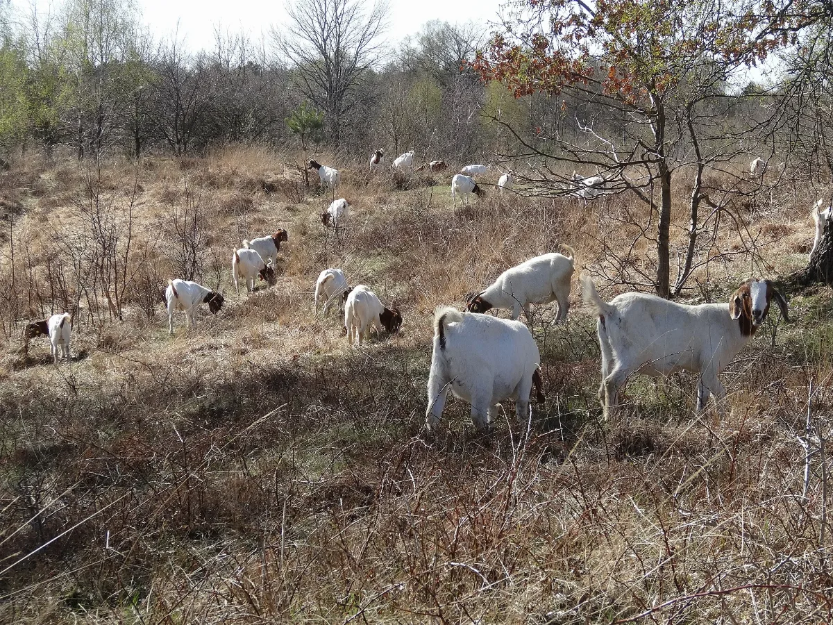 Burenziegen Als Landschaftspfleger In Kremperheide Dsc01761