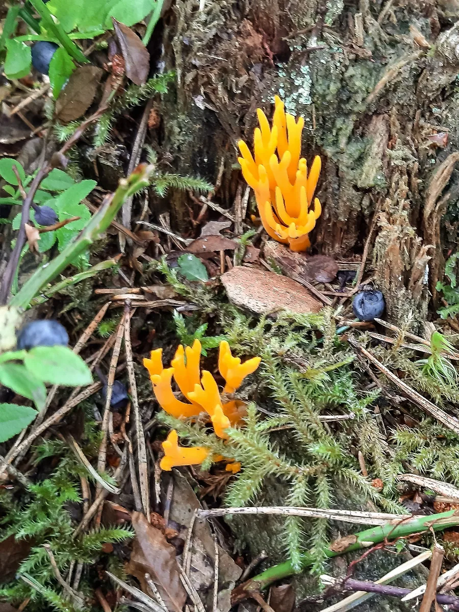 Calocera Viscosa Pjt