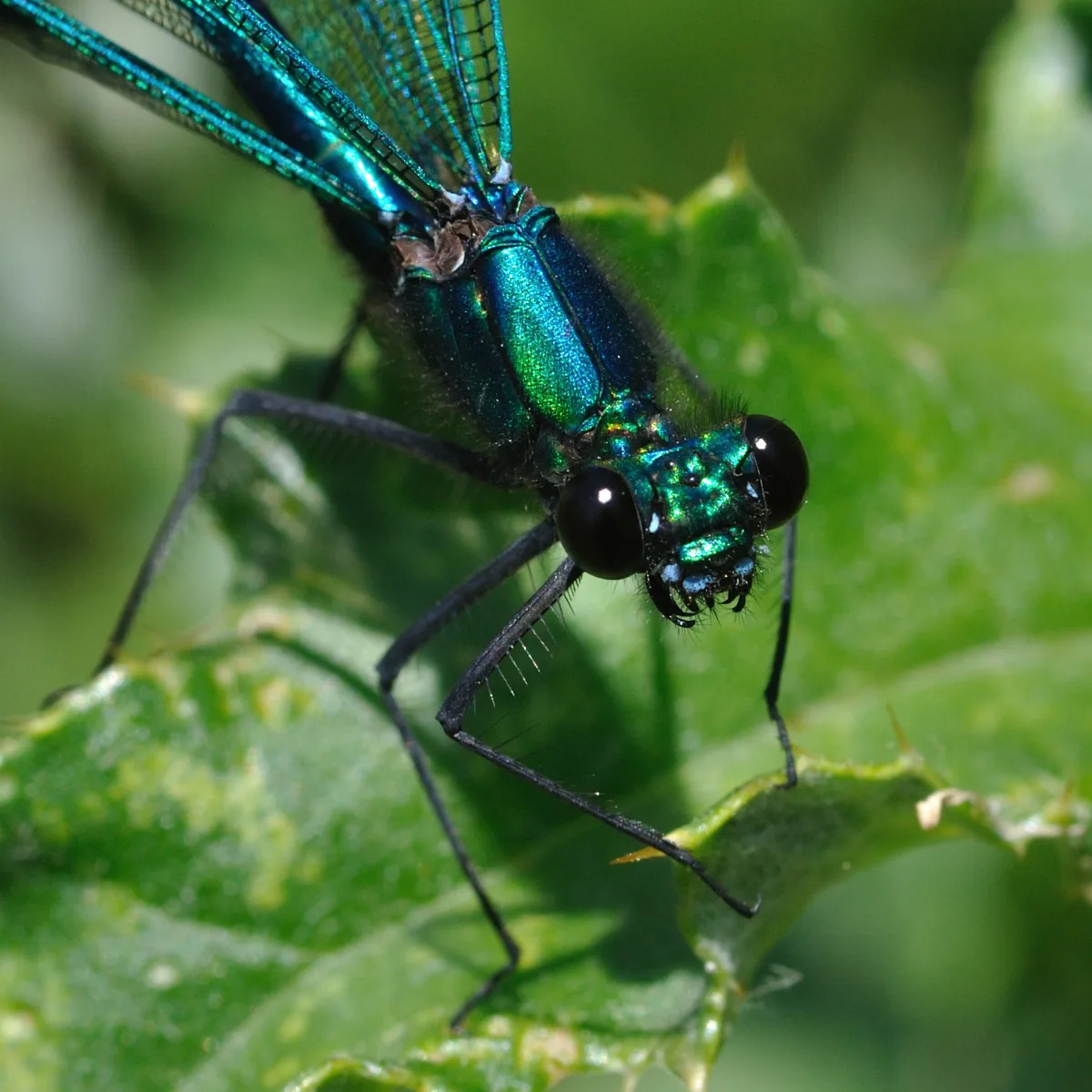 Calopteryx Splendens Qtl4