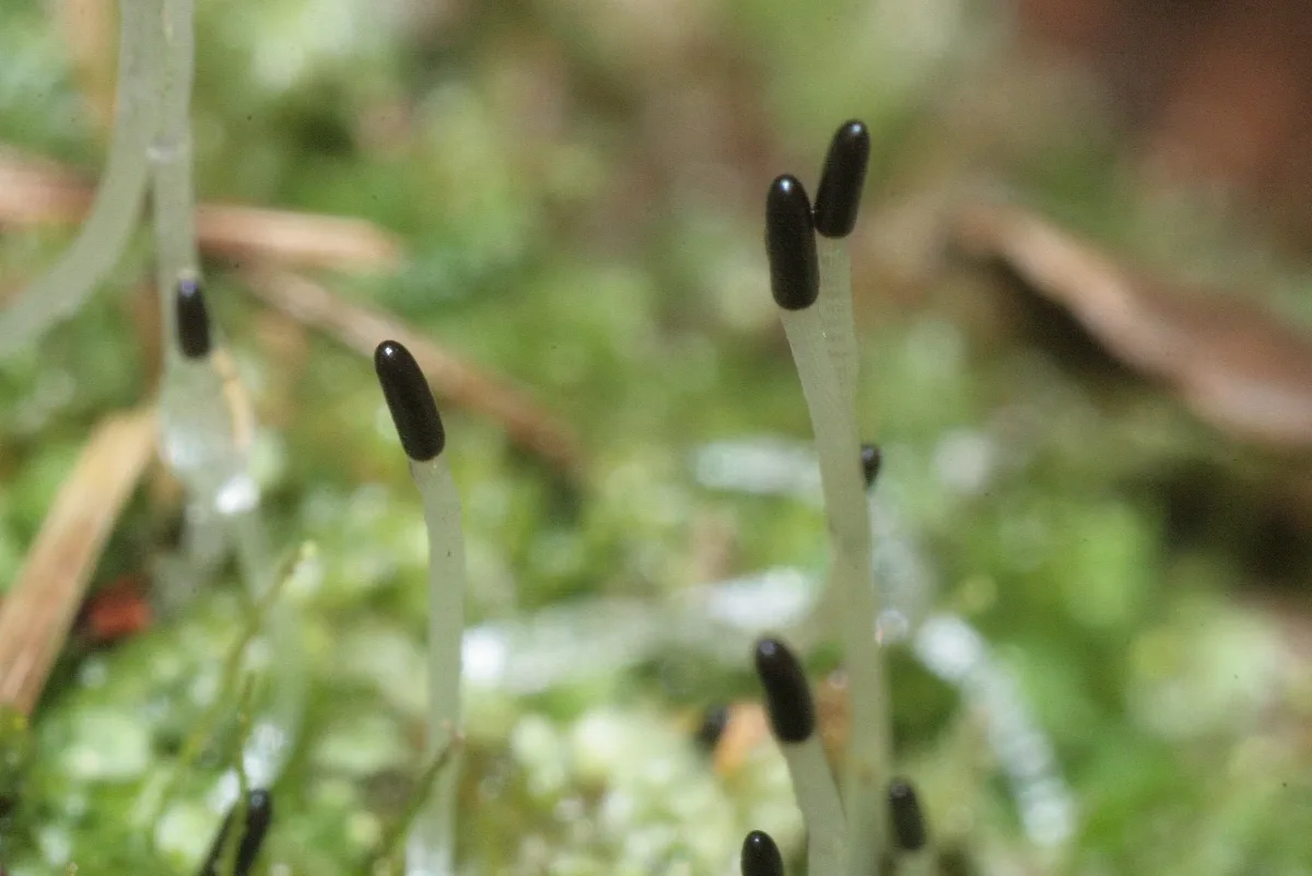 Calypogeia Neesiana (A, 150137 481741) 8341