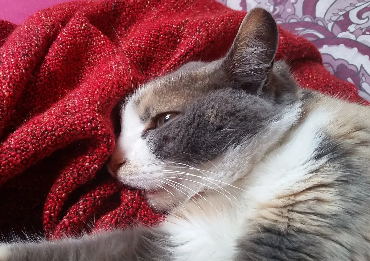 Cat Kneading And Sucking Blanket 2