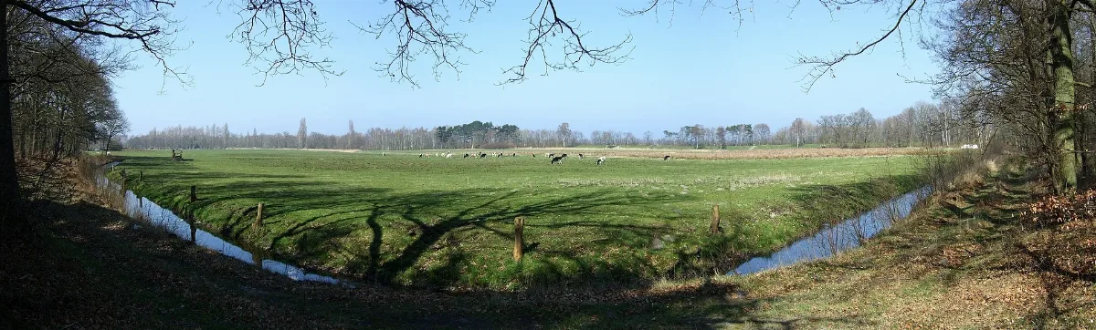 Cattle On A Pasture Near Koserow