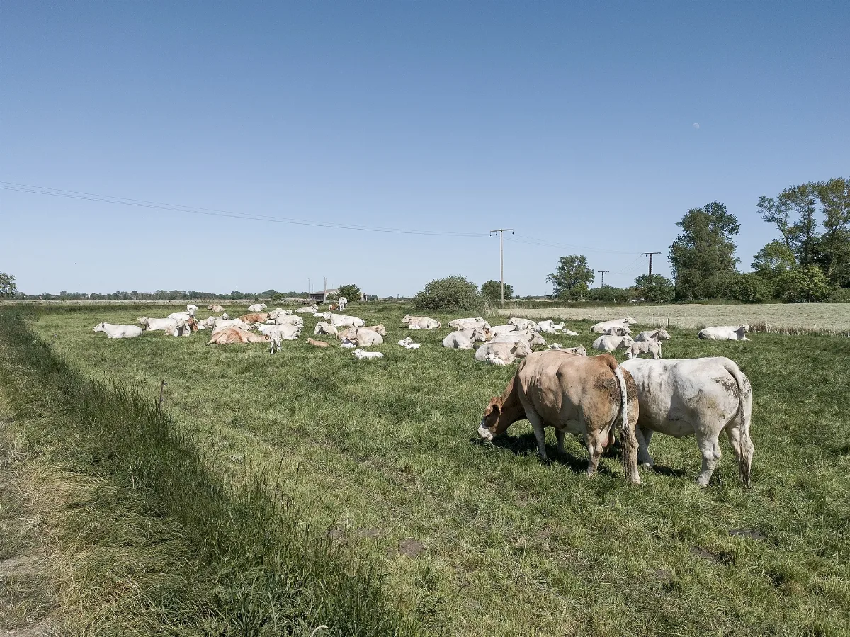 Cattle, Saal (Lrm 20200531 155119)