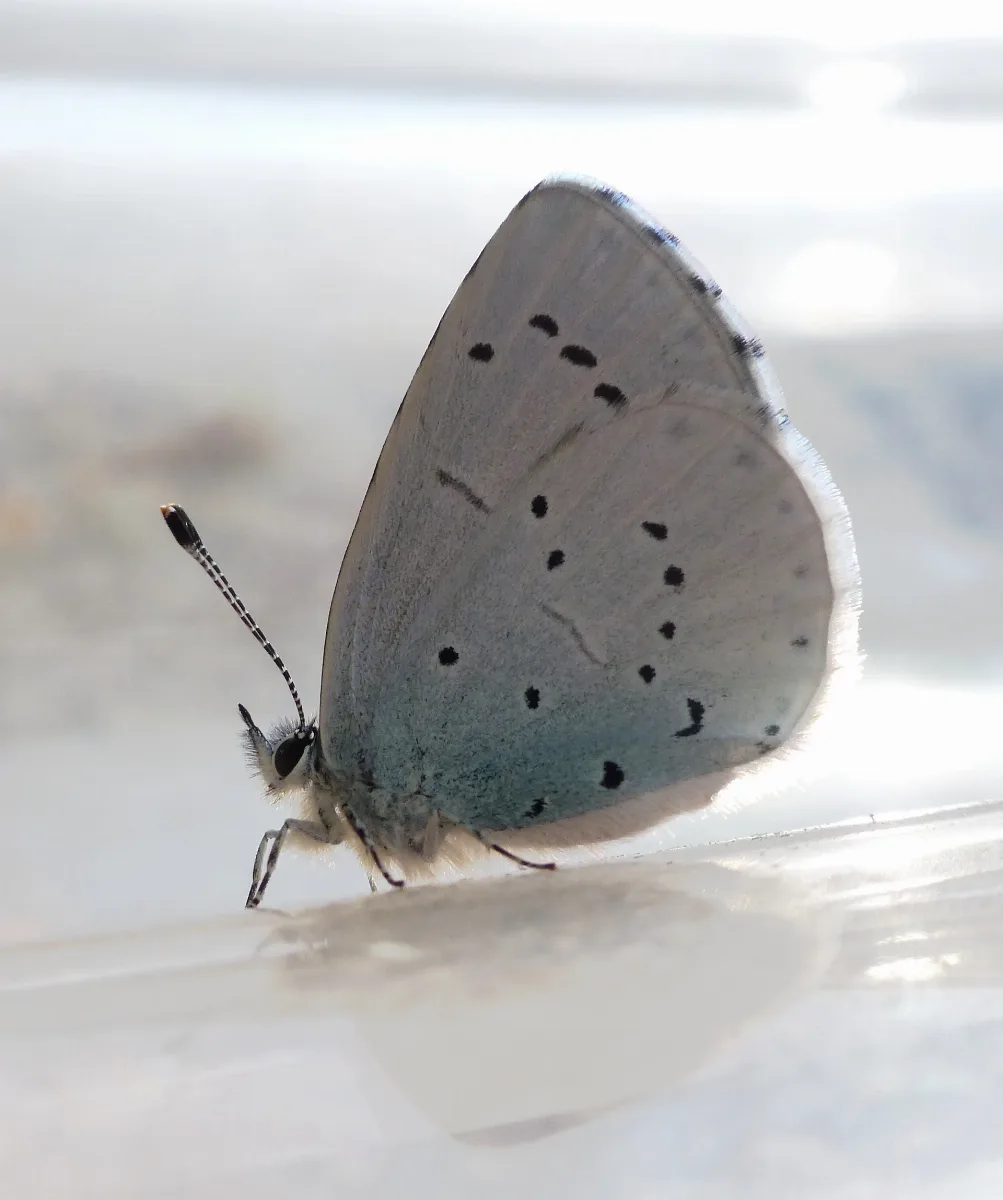 Celastrina Argiolus De Ni 01
