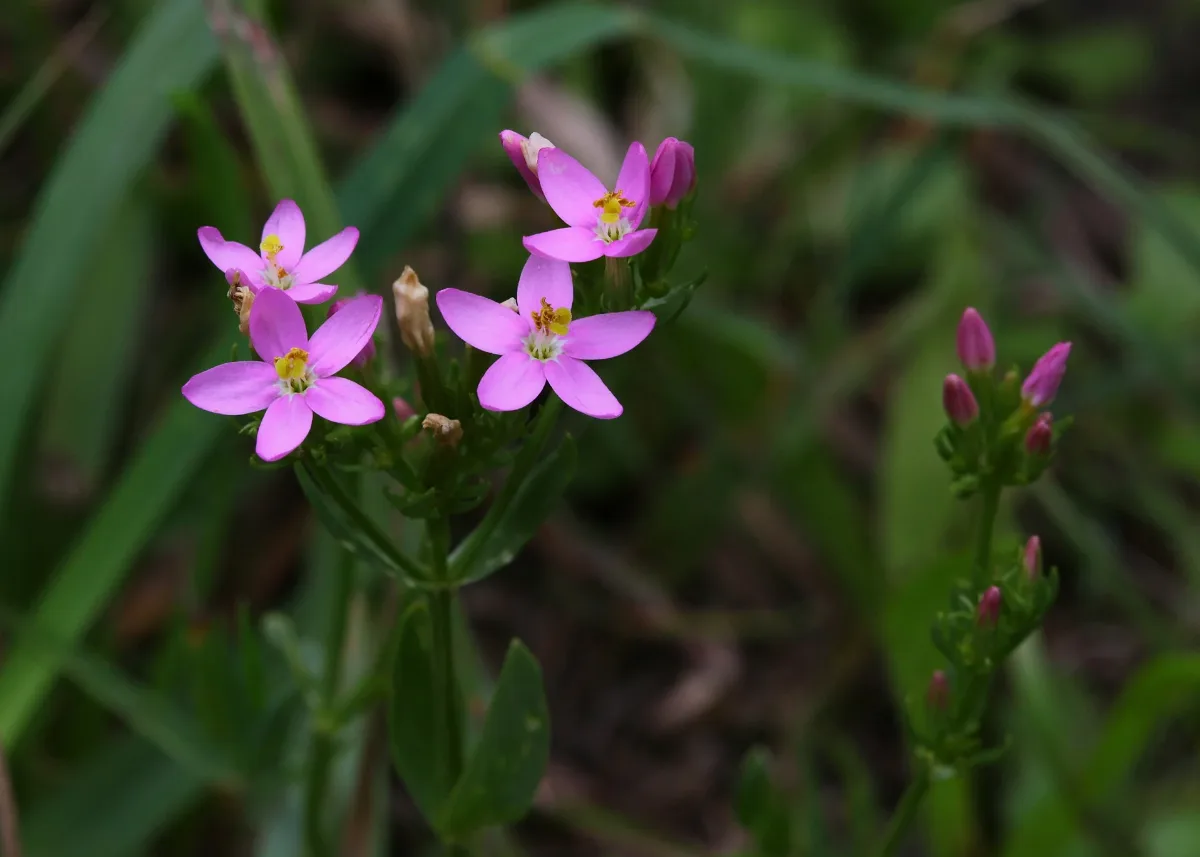Centaurium Erythraea 6238