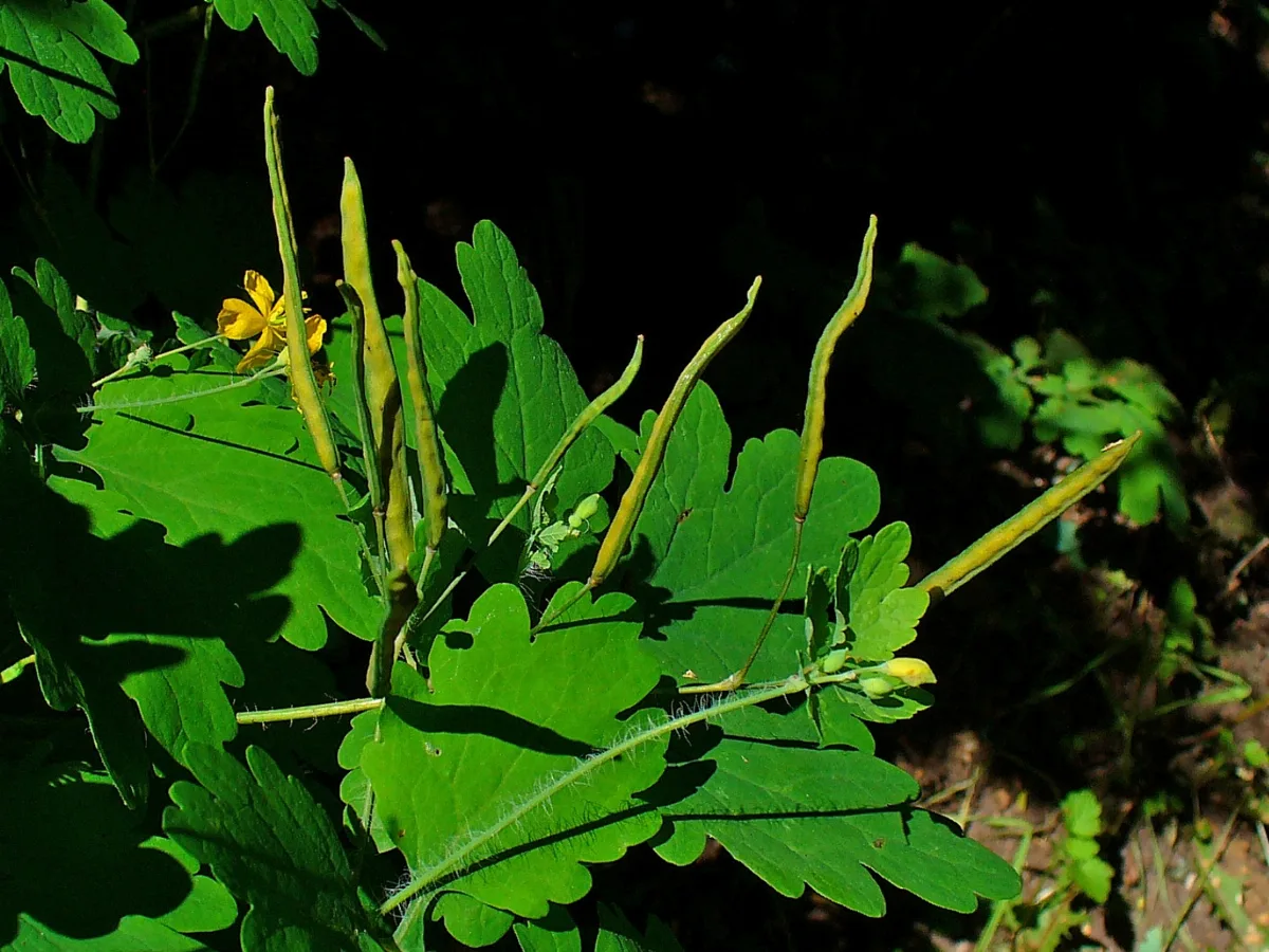 Chelidonium Majus 003