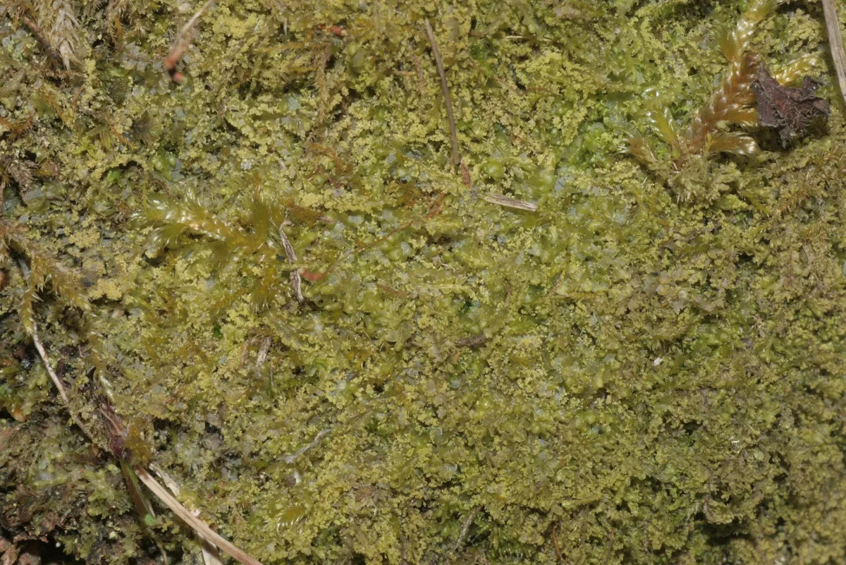 Chiloscyphus Minor (A, 153831 482549) 0280