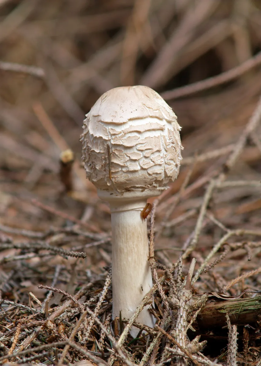 Chlorophyllum Rhacodes Lc0093