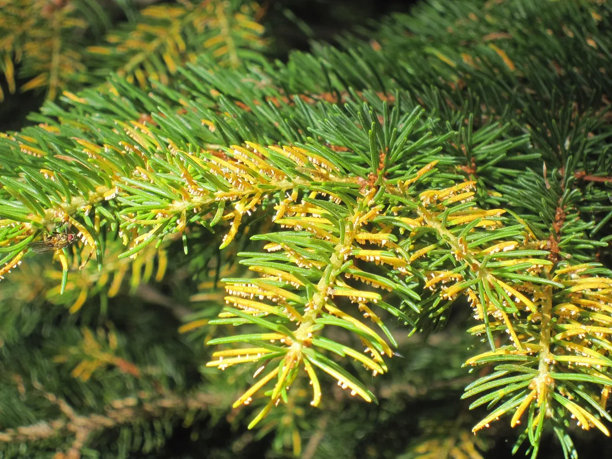 Chrysomyxa Rhododendri On Picea Abies