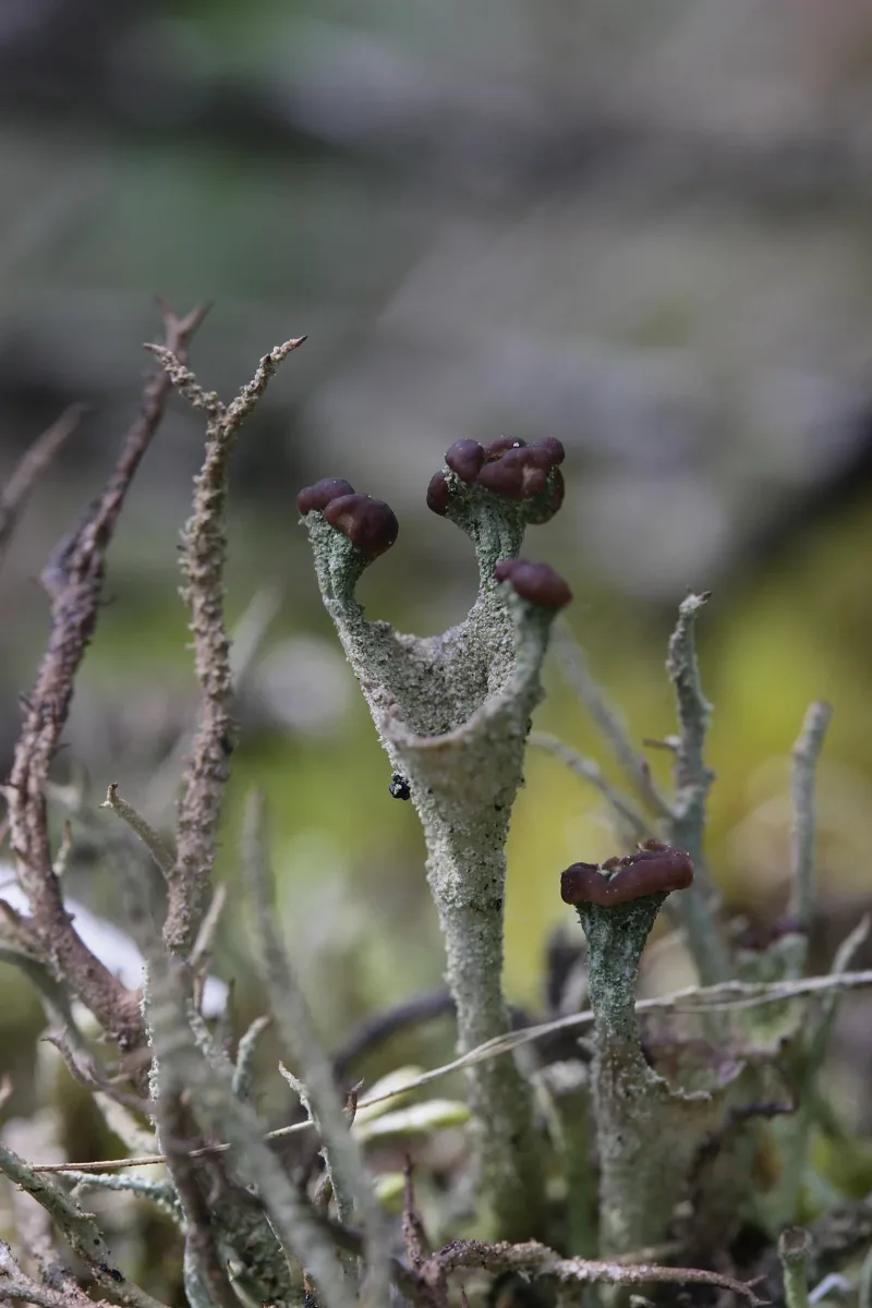 Cladonia Sp. (35634110942)