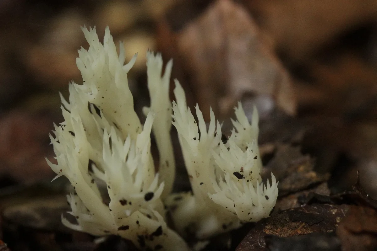 Clavulina Coralloides (36696123754)