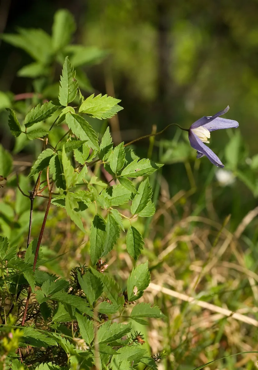 Clematis Alpina 02