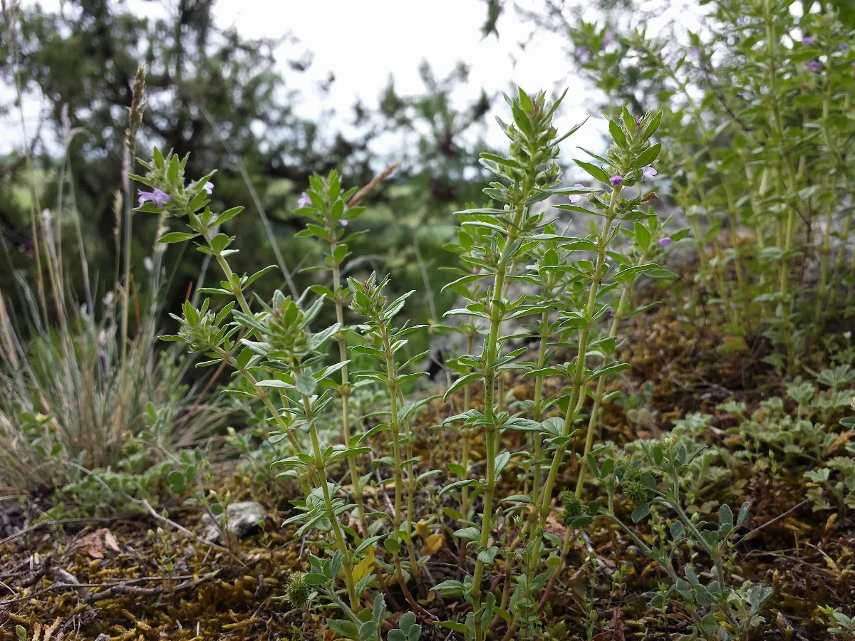 Clinopodium Acinos Sl2