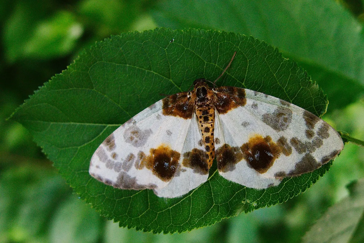 Clouded Magpie Ulmen Harlekin (Abraxas Silvata) (9336853832)