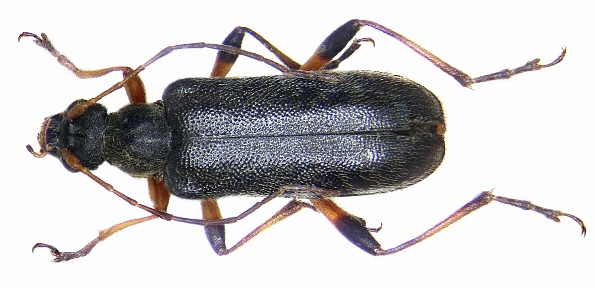 Cortodera Femorata (Fabricius, 1787) (3187769875)