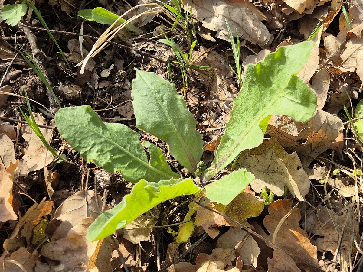 Crepis Praemorsa Sl125