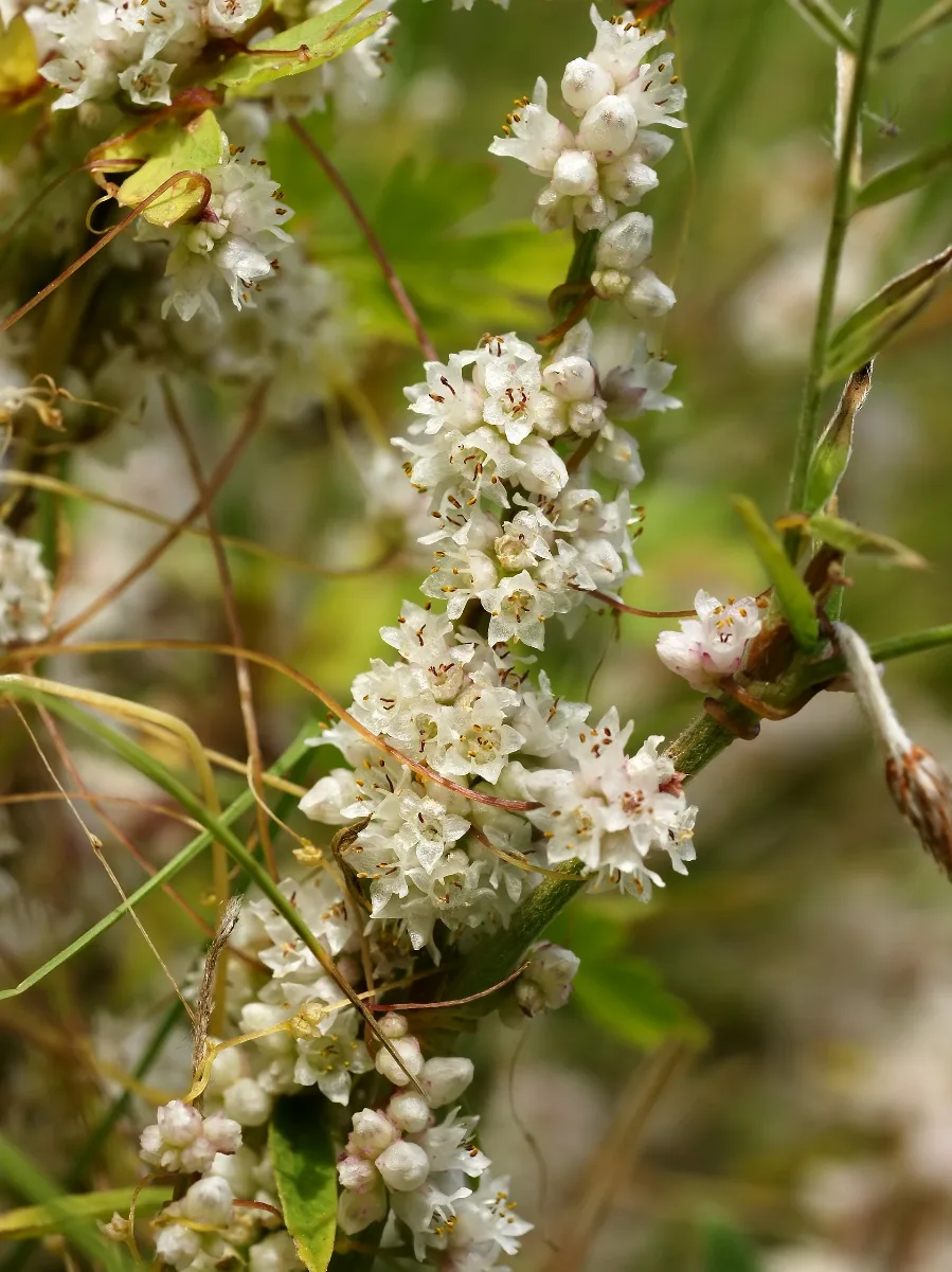 Cuscuta Europaea (Plant)