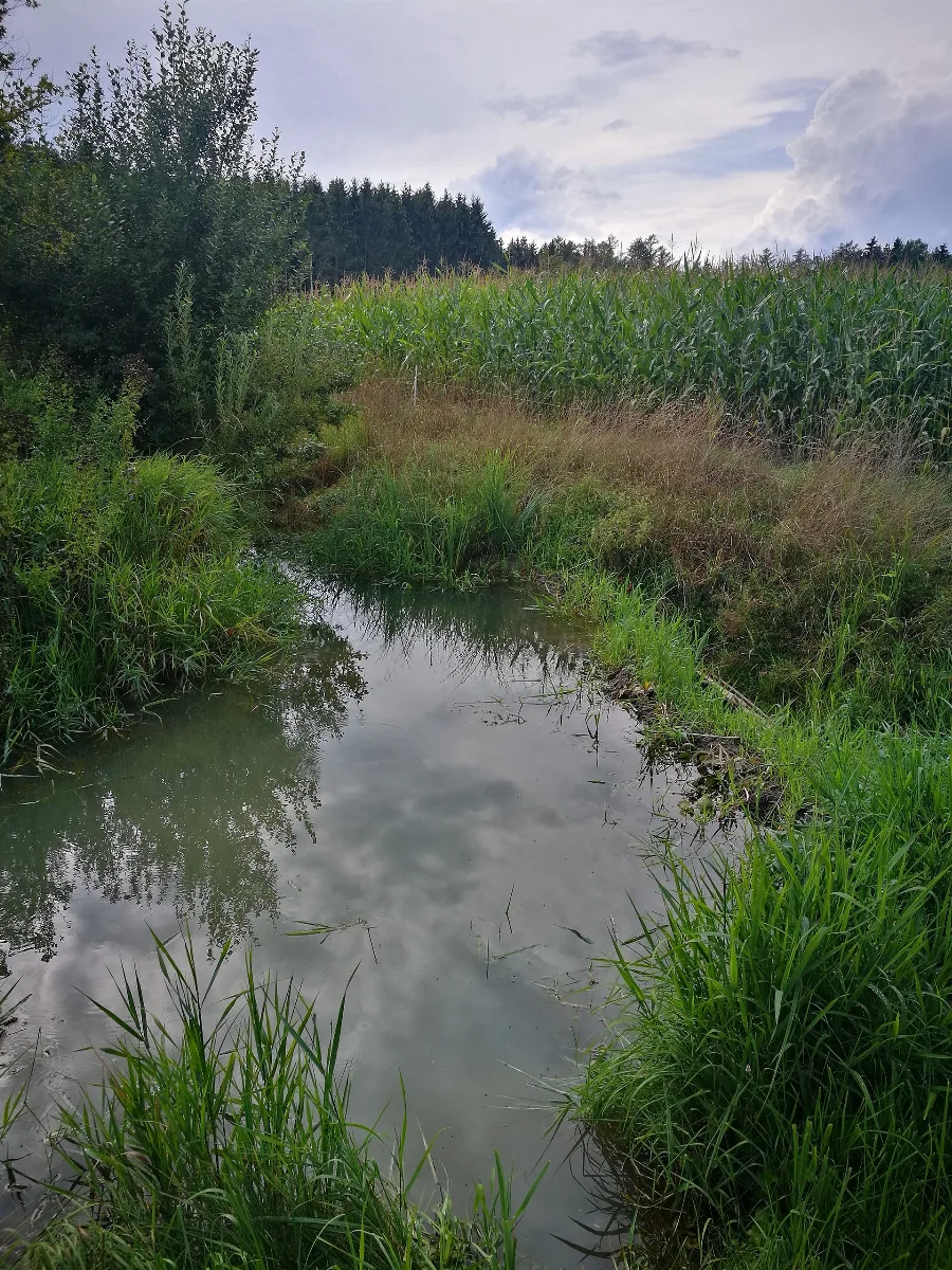 D Bw Kn Mühlingen Gallmannsweil Biberdamm Im Oberlauf Der Krummbach 002