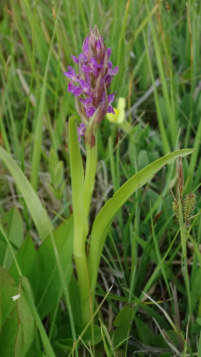 Dactylorhiza Incarnata 26