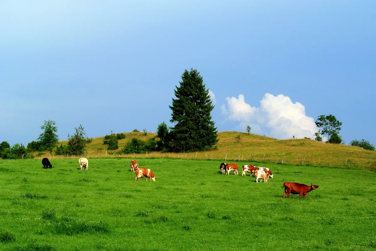 Das Eselsburger Tal Bei Herbrechtingen Im Kreis Heidenheim. 03