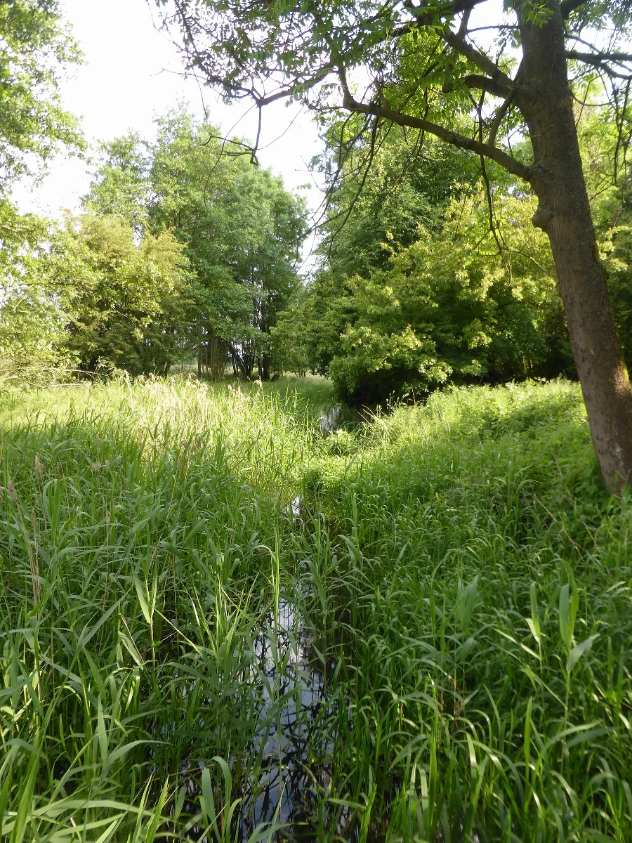Delvenau Nahe Der Dückerschleuse