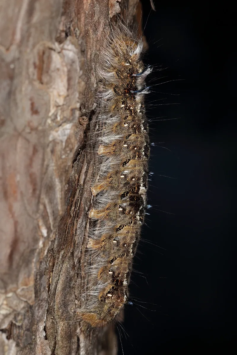 Dendrolimus Pini (Lasiocampidae) Pine Tree Lappet Moth Caterpillar (10797371035)