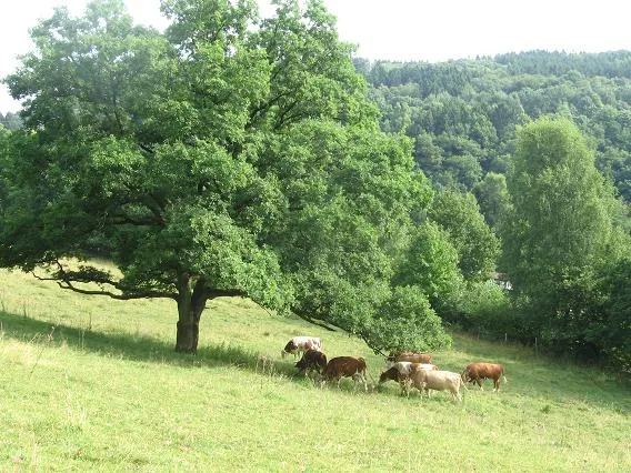Denklingen Bullenweide Geo.hlipp.de 38925