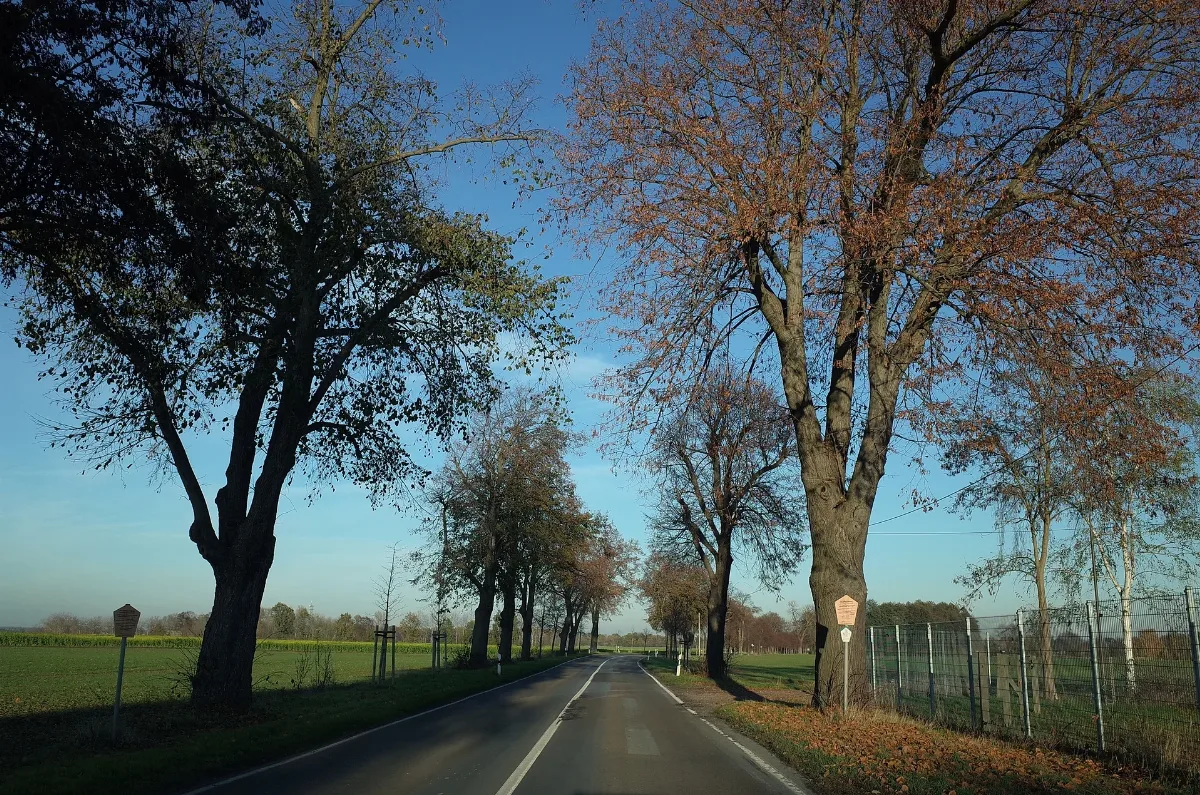 Dessau Roßlau,Kochstedt,Naturdenkmal Lindenallee