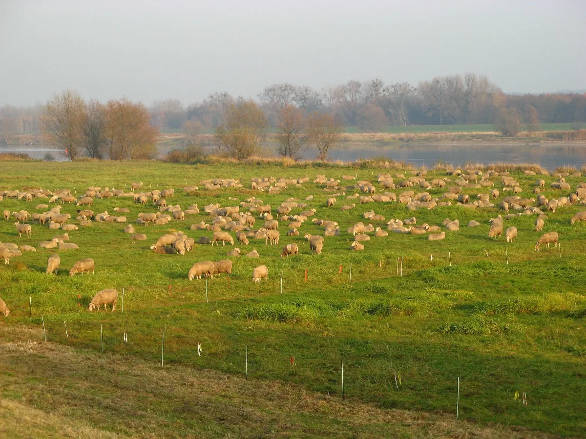 Deutsch Schafe Panoramio