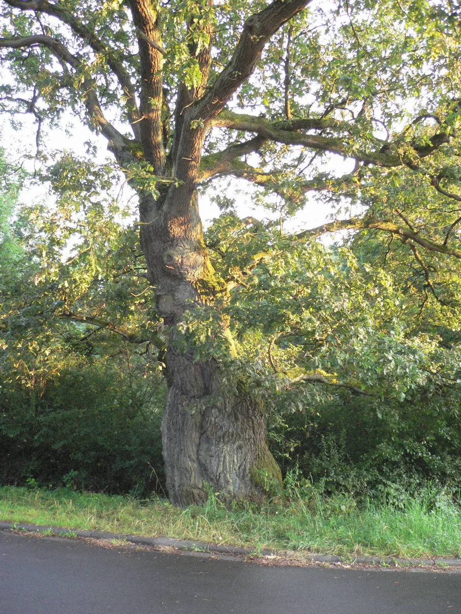 Dicke Eiche 043