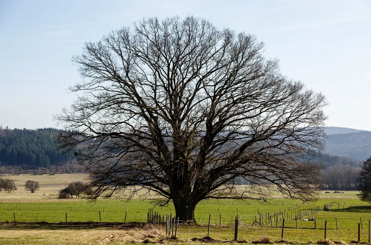 Dicke Eiche Manderbach