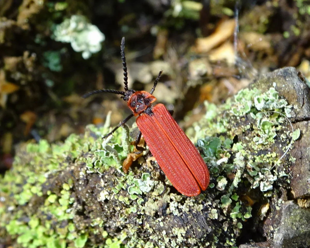 Dictyoptera Aurora Tp01