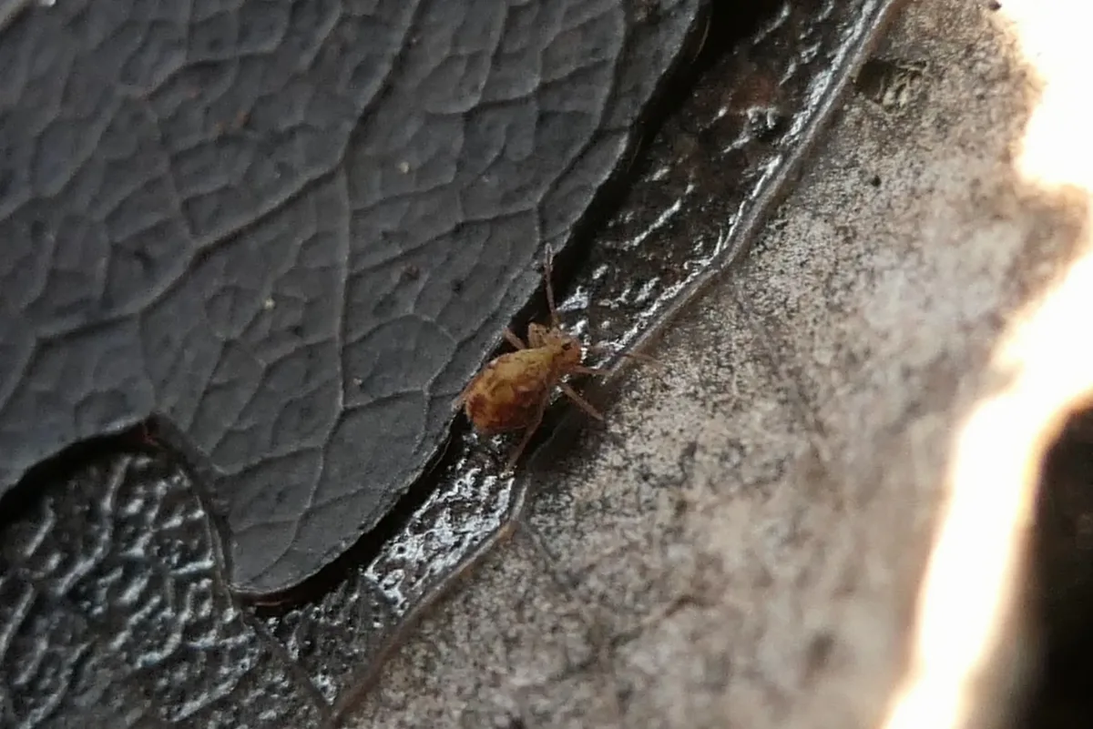 Dicyrtomina Ornata 104857642