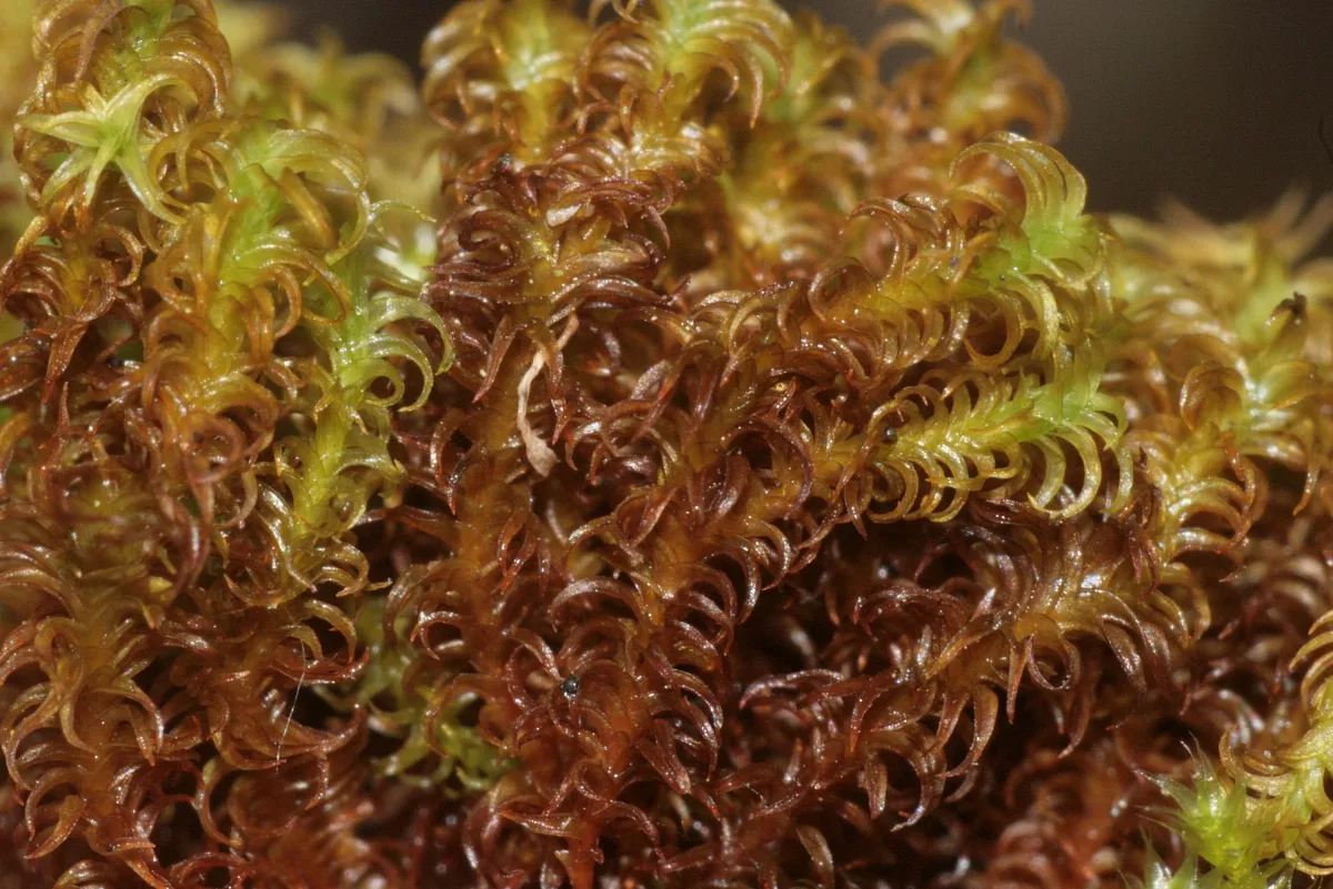 Didymodon Ferrugineus (C, 144705 480306) 2180