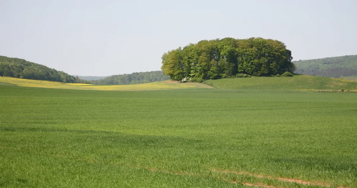 Die K50 Am Katzbach Mit Blick Richtung Ochsenkamp (Bad Driburg)
