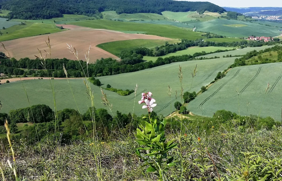 Diptam An Der Zietschkuppe