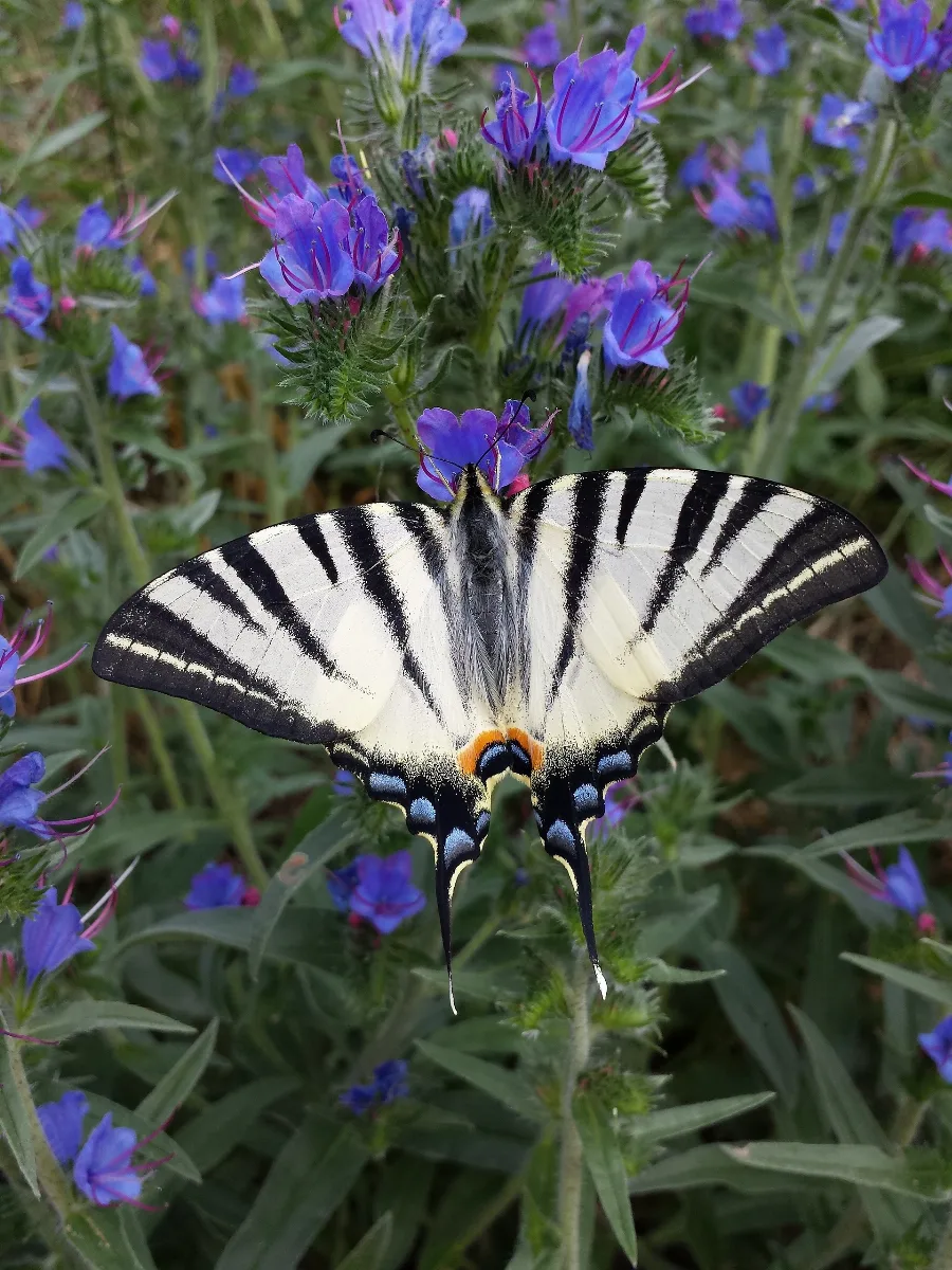 Echium Vulgare Sl1