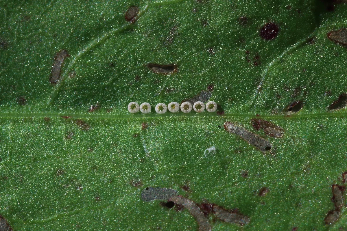 Eggs Of Lycaena Dispar