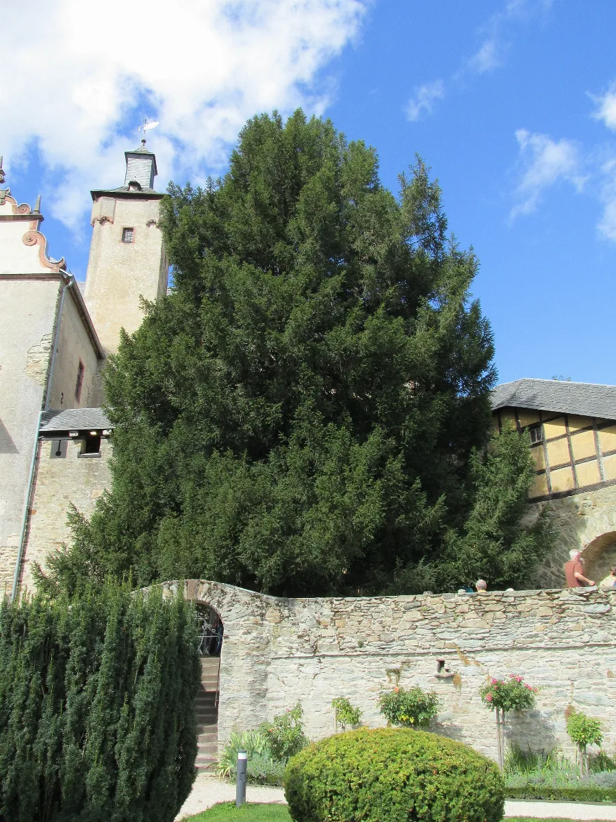Eibe, 1, Burg, Kronberg Im Taunus, Hochtaunuskreis