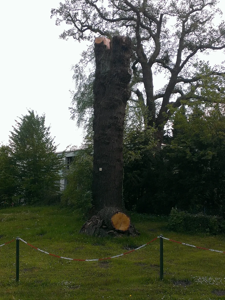 Eichenstamm Kleingarten Amwaldsaum