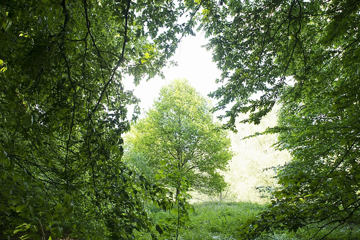 Einzelner Baum In Der Großen Bree
