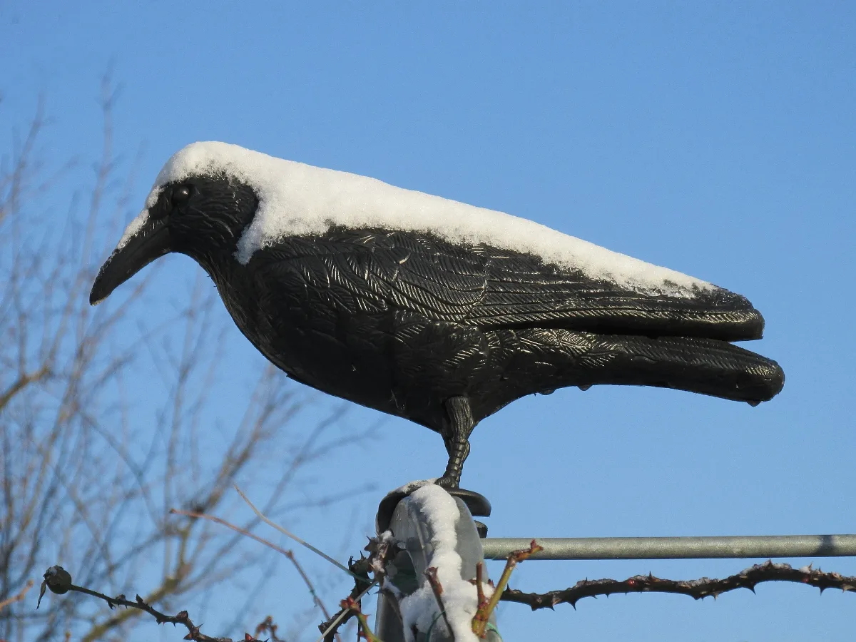 Eisvogel Panoramio