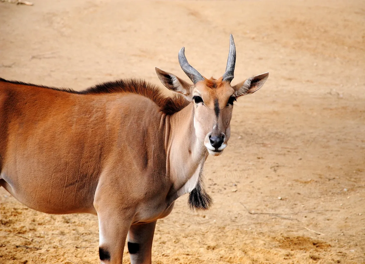 Elenantilope Zoo Hannover