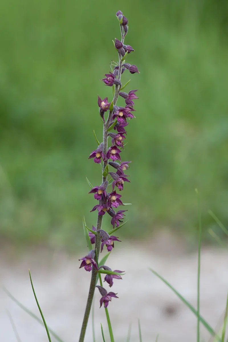 Epipactis Atrorubens (Höhfeldplatte)