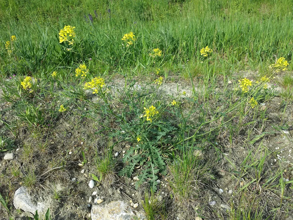 Erucastrum Nasturtiifolium Sl3