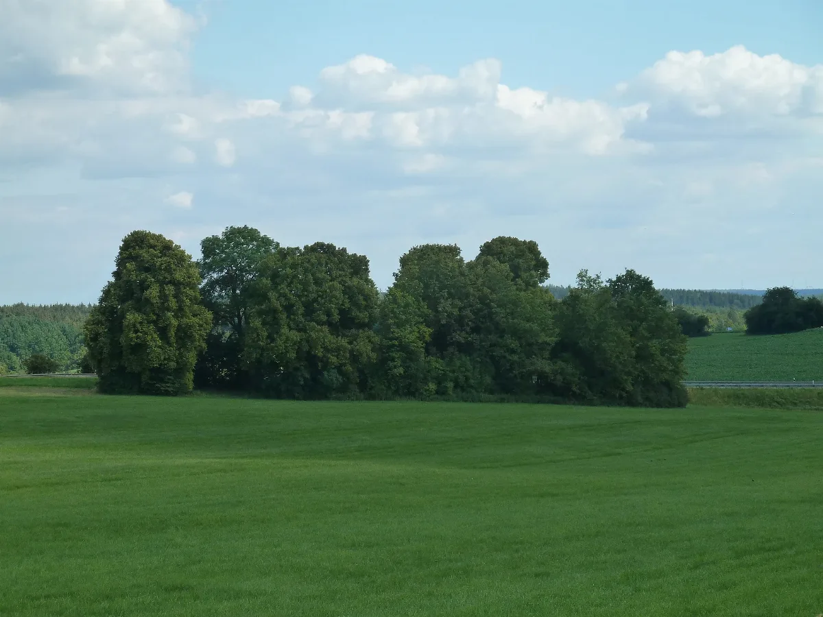 Eschen Linden Gruppe Im Gewann Stumpf