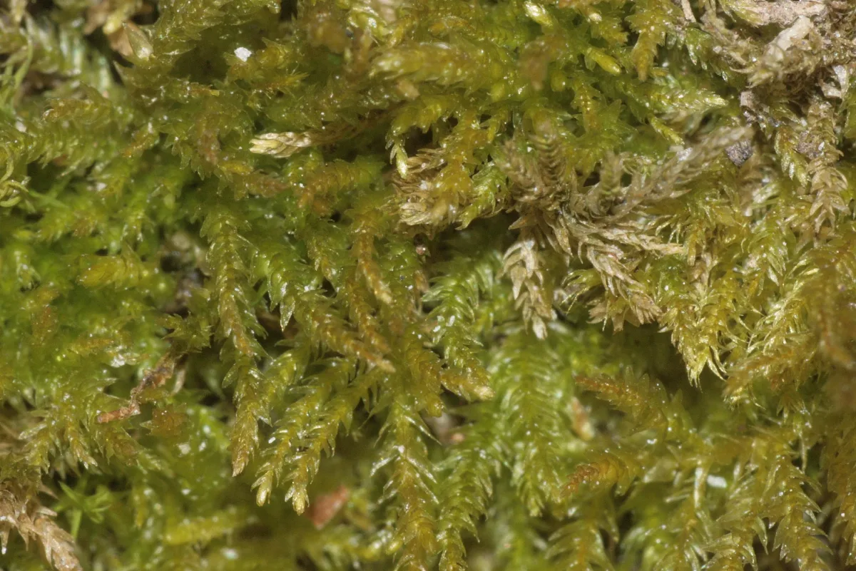 Eurhynchiastrum Pulchellum (A, 153354 482613) 1778