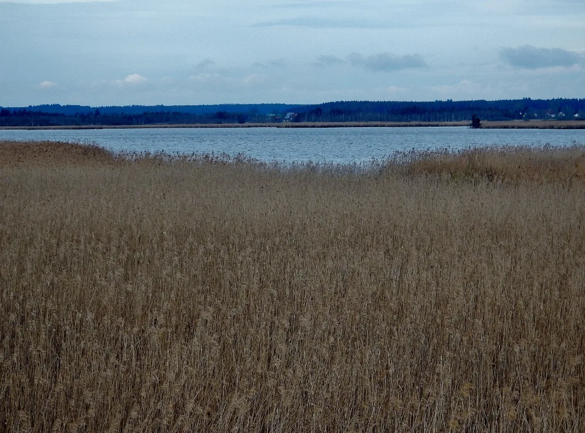 Federsee Bei Bad Buchau In Oberschwaben (Landkreis Biberach) Panoramio (2)