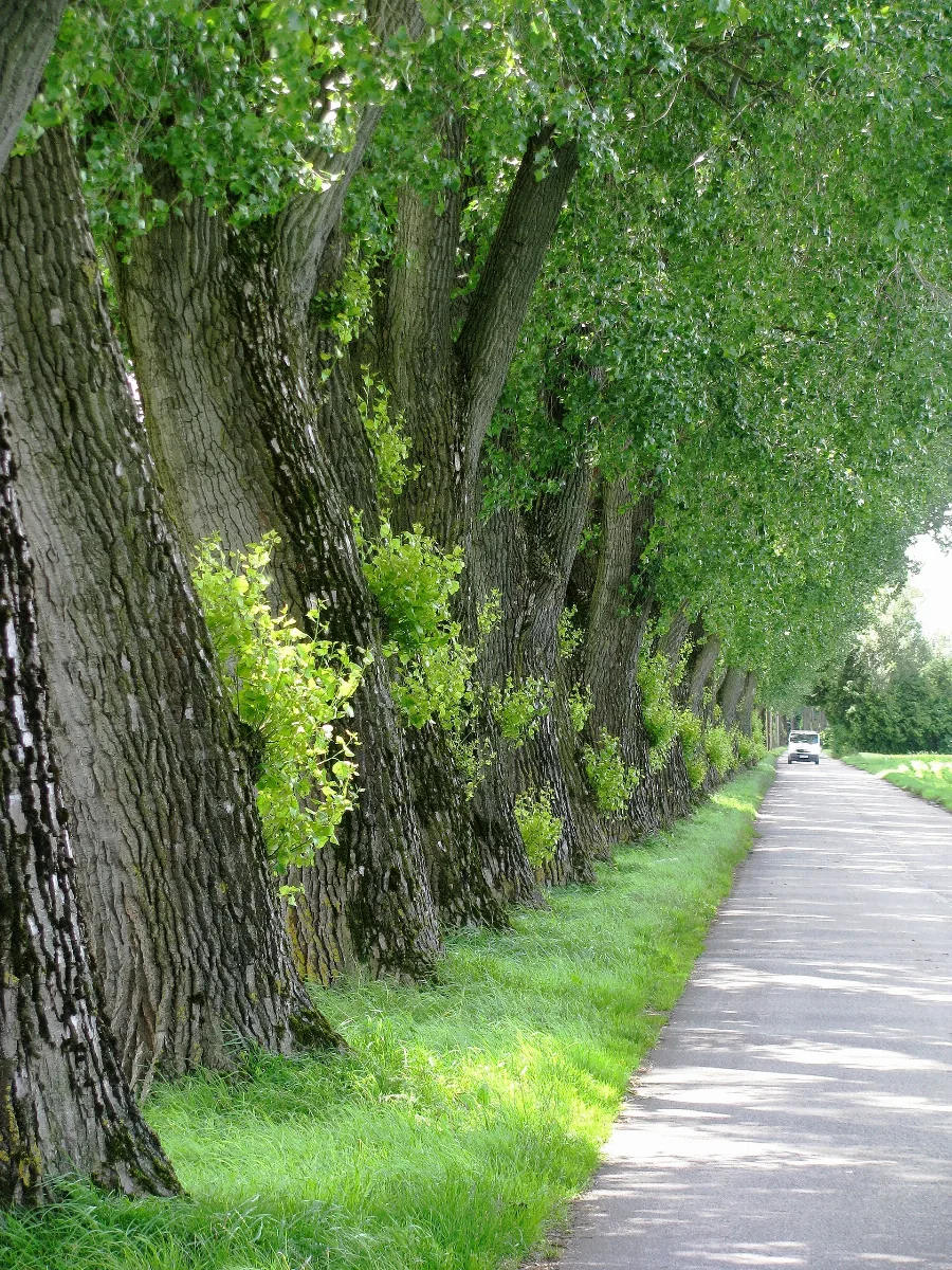Feldmoching Pappelallee Go 2