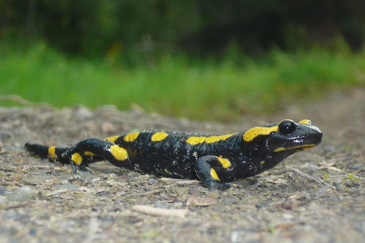 Feuersalamander Sauerland